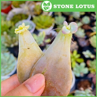 20 lá sen đá mầm sen đá các loại to khỏe - stone lotus