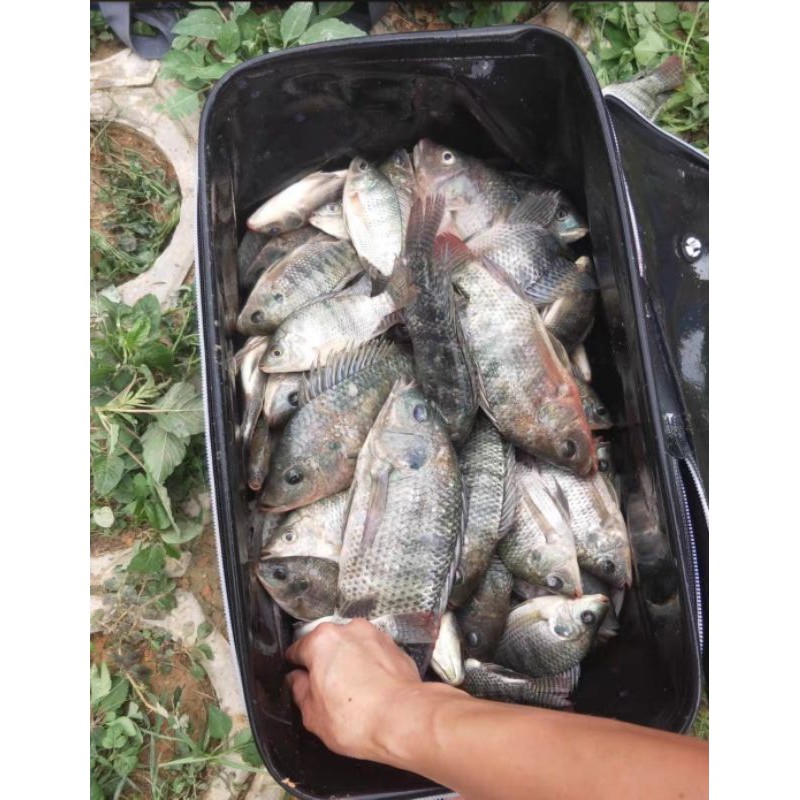 Mồi câu cá rô phi