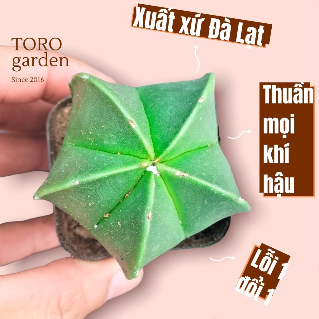 Xương rồng astro Đà Lạt size bé cây cảnh trang trí nhà cửa Toro garden