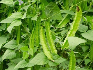 Hạt giống Đậu Rồng Siêu Trái RADO cao cấp, giàu dinh dưỡng, trái giòn ngọt