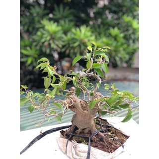 Cây sung bonsai