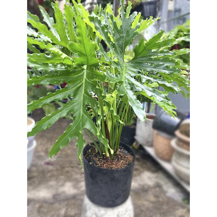 Cây Trầu Bà Thanh Xuân (Philodendron Selloum)