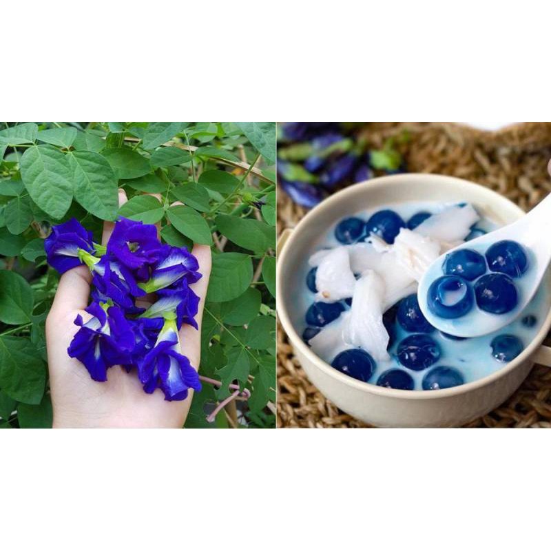 [HÀNG CAO CẤP] Trà hoa đậu biếc sấy khô nguyên bông (50gram-100gram-200gram) | BigBuy360 - bigbuy360.vn