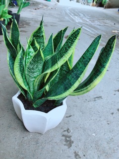Chậu Lưỡi Hổ Size Lớn
