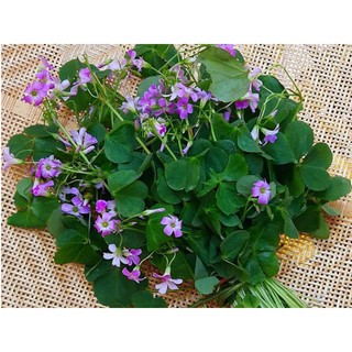 CỦ HOA BƯỚM ĐÊM & ME CHUA ĐẤT