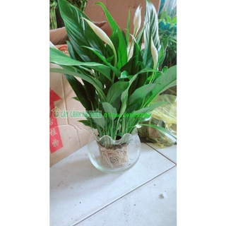 Chậu cây lan ý thủy sinh
