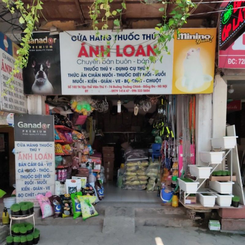 Cỏ lúa mạch trồng sẵn cho mèo ăn giúp tiêu búi lông,...(Vận chuyển Hoả tốc)
