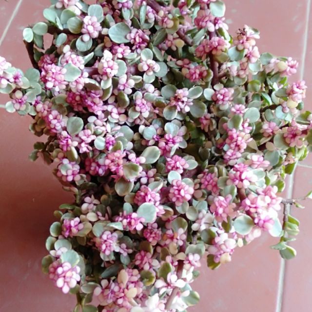 Bỏng tài lộc