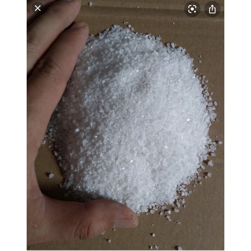 [RẺ ĐẸP] SỎI TRẮNG TRỒNG CÂY.3k/200g
