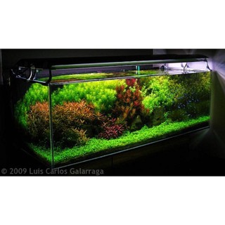 1 PHẦN CÂY THỦY SINH CẮT CẮM-TRANG TRÍ HỒ CÁ(GIAO NGẪU NHIÊN)