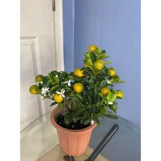 Cây tắc, cây hạnh, cây quất mini cao 30-40cm