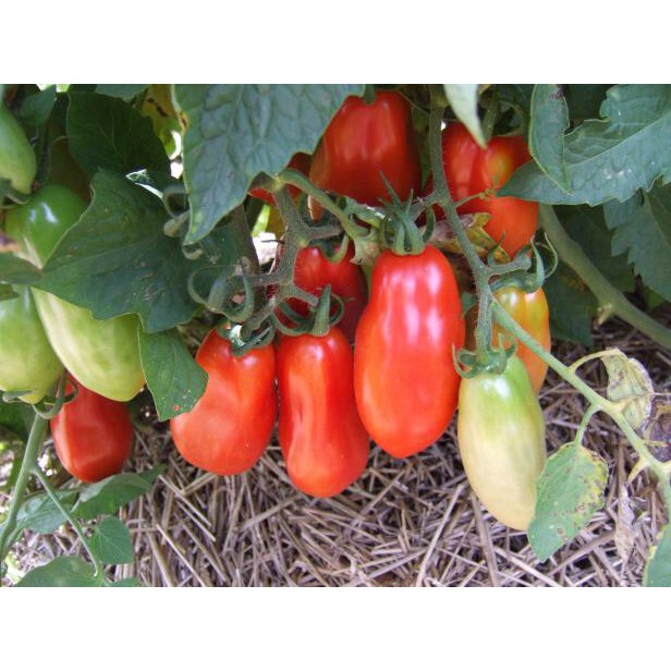 🌟Hạt Giống Cà Chua Roma Tomatos Quả Dài Vị Ngọt🌟 Giống Cao Sản Gói 30 Hạt