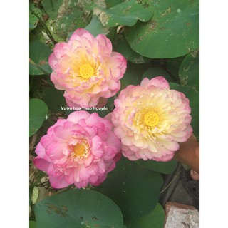 [RẺ VÔ ĐỊCH] Củ sen màu hồng vàng Sunshine C-22
