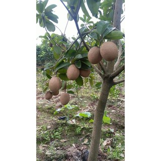 Câ giống Hồng Xiêm Xoài (ComBo 5 cây)