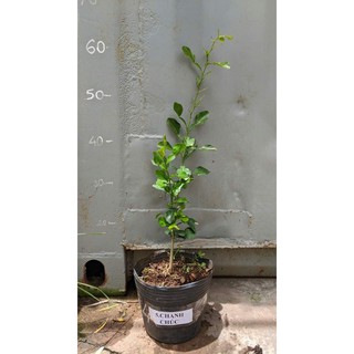 Cây Giống Chanh Chúc