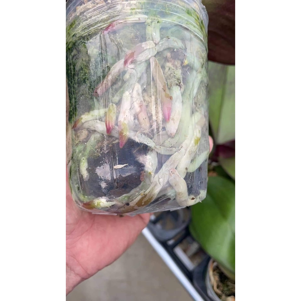 Hồ điệp băng băng cốc 3.5  chậu sắp nụ hoa