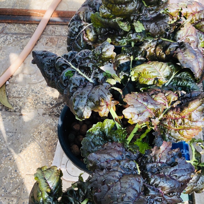[Hạt giống Mỹ] - Cải Kale Tím
