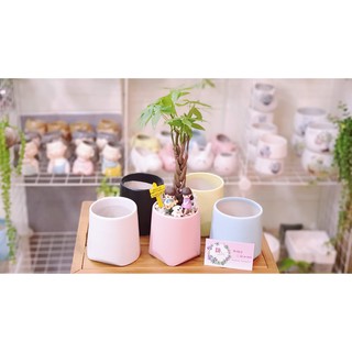 Chậu sứ trồng cây mẫu vát chân