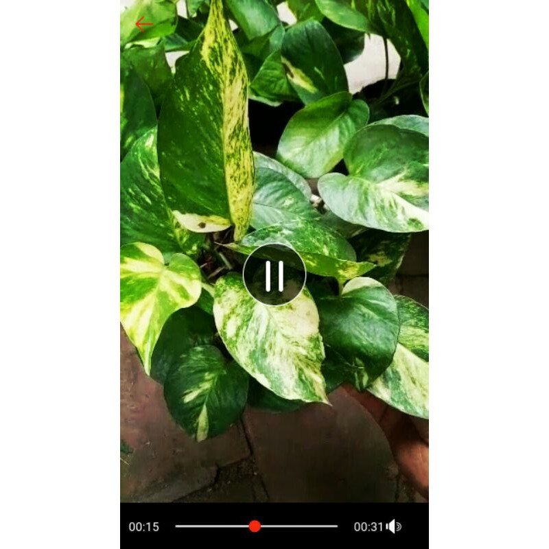 Trầu bà cẩm thạch (bầu đất)