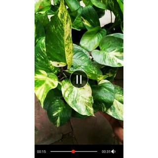 Trầu bà cẩm thạch (bầu đất)