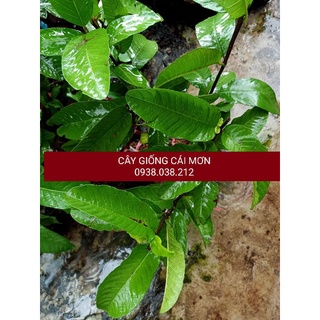 CÂY ỔI TRÂN CHÂU RUỘT ĐỎ ( ỔI LÊ RUỘT ĐỎ )