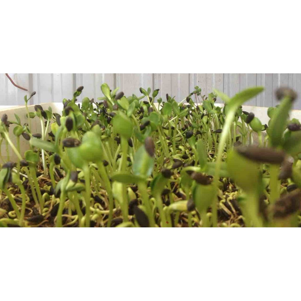 HẠT MẦM HƯỚNG DƯƠNG - GÓI 50 GRAM