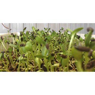 Hạt Mầm Hướng Dương - Gói 50 gram