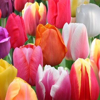 10 củ giống hoa tulip 9 màu