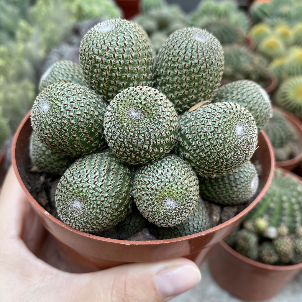 Bụi xương rồng trơn