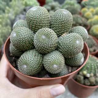 Bụi xương rồng trơn