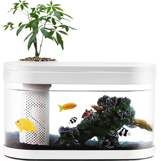 Bể cá thủy sinh , bể cá cảnh