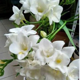 Củ giống hoa lan nam phi hoa màu trắng ( 1 củ tặng kèm 1 viên nén ươm củ)