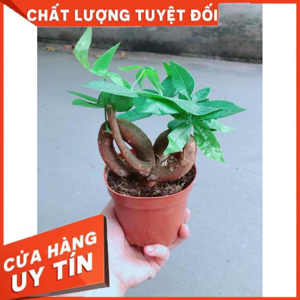 Chậu kim ngân nơ Nhiều Người Mua