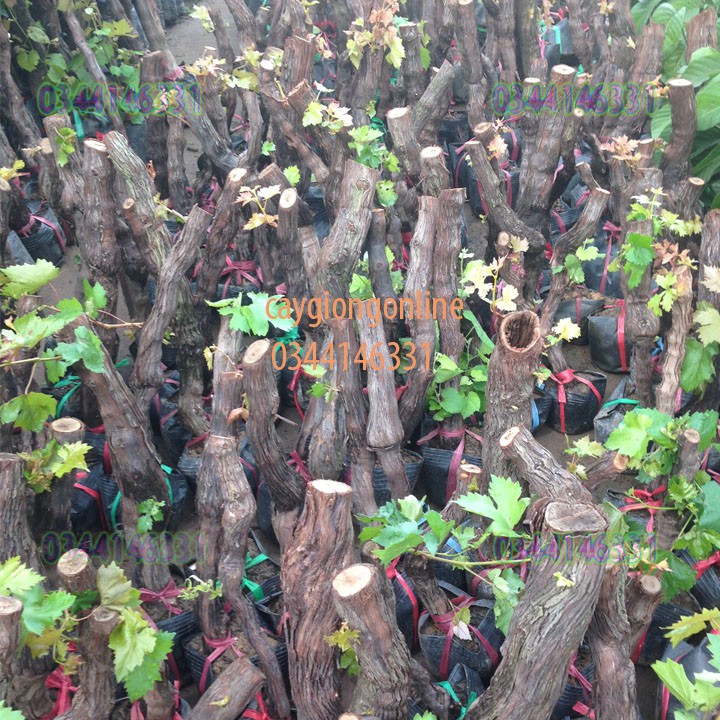 Cây nho ninh thuận