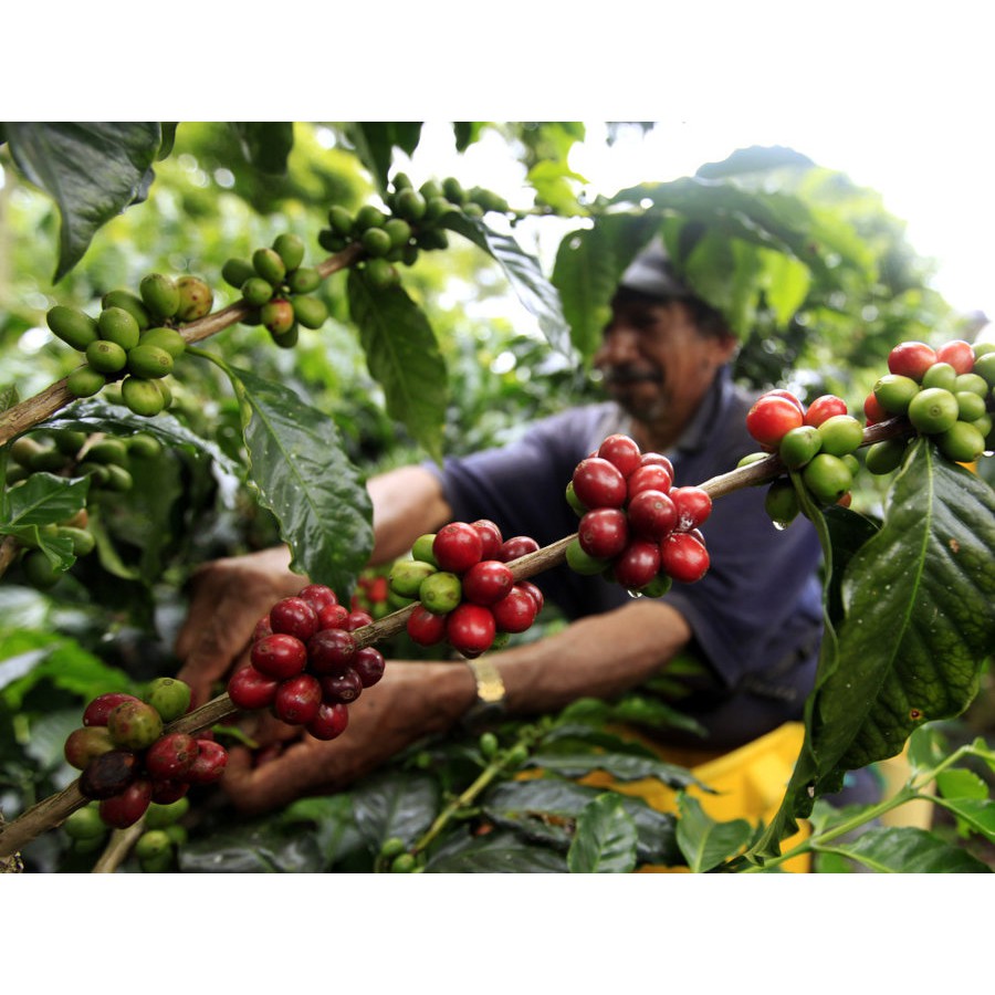 Cà phê Robusta Buôn Ma Thuột HUY HOÀNG BAN MÊ COFFEE 500gram ( H2 ) - Cà phê bột pha phin