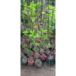 Cherry anh đào Nhật