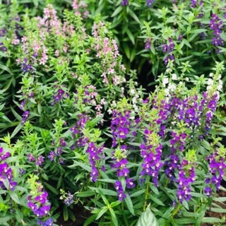 Cây violet Nhật, cây hoa singum