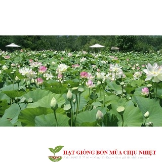 GÓI 10 HẠT GIỐNG SEN TA( SEN HỒNG VN) Chính Hãng Chất Lượng Cao