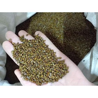 Hạt muồng sao vàng 1kg