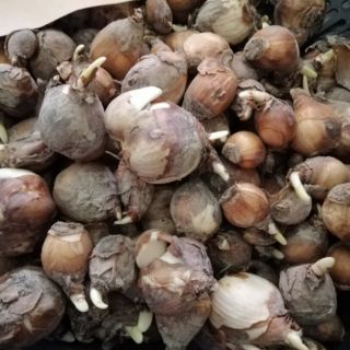Củ giống hoa thủy tiên( củ nhỏ củ giống)