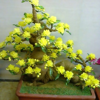 Combo nguyen lieu Hoa mai dáng rồng