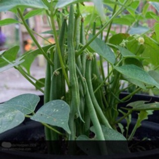 Hạt giống đậu cove lùn cao sản