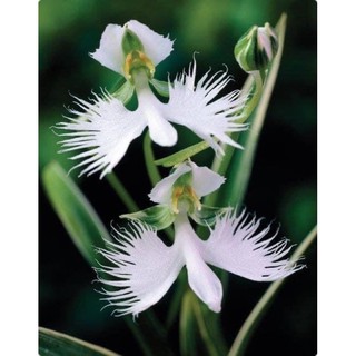 Lan bạch hạc hải âu