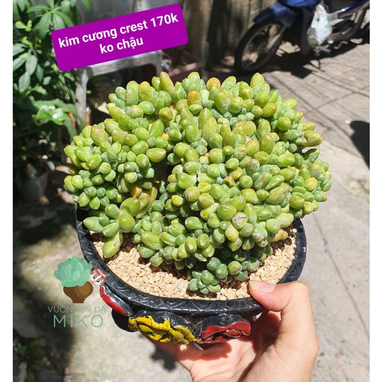 Sen đá Kim Cương Crest