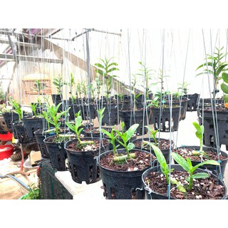 hoa lan giả hạc 5ct HO