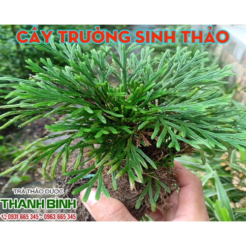 Trường Sinh Thảo 500g  Hàng Chọn Lọc