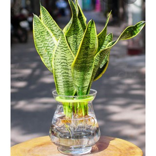 Cây Lưỡi Hổ Vàng Phong Thủy Tốt