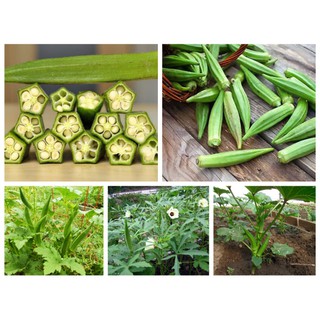 Hạt giống đậu bắp