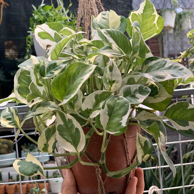 Trầu bà lá bạc