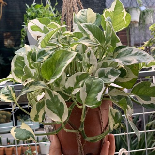 Trầu bà lá bạc